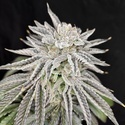 Yuzu Grape Kush (Pure Instinto) Feminiserede