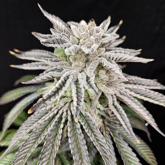 Yuzu Grape Kush (Pure Instinto) Feminiserede