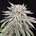 Yuzu Grape Kush (Pure Instinto) Feminiserede