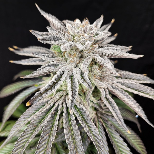Yuzu Grape Kush (Pure Instinto) Feminiserede