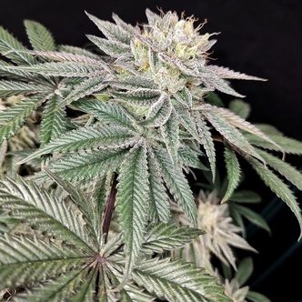 Golden Truffle (Pure Instinto) Feminiserede