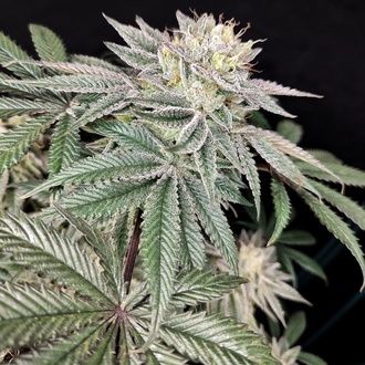 Golden Truffle (Pure Instinto) Feminiserede