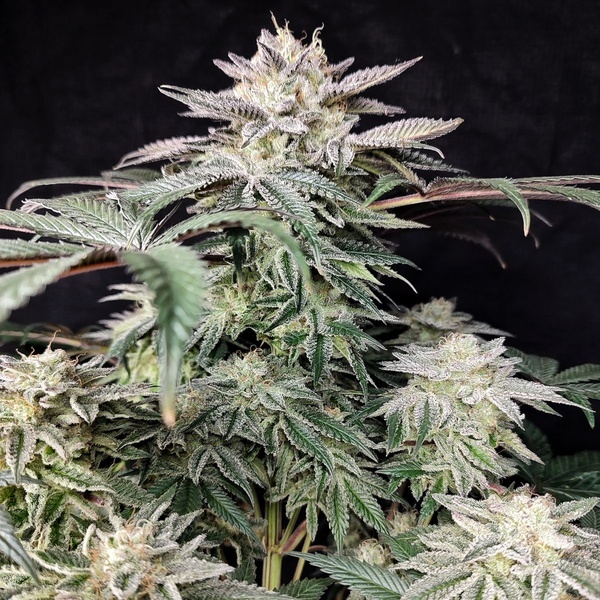 Golden Truffle (Pure Instinto) Feminiserede