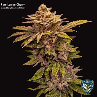 Pure Lemon Cherry (T.H. Seeds) Feminiserede