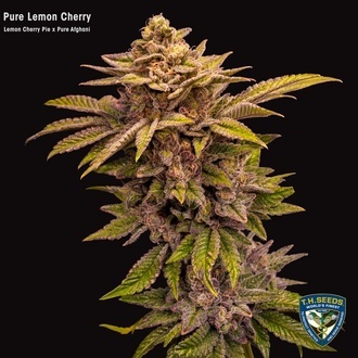 Pure Lemon Cherry (T.H. Seeds) Feminiserede