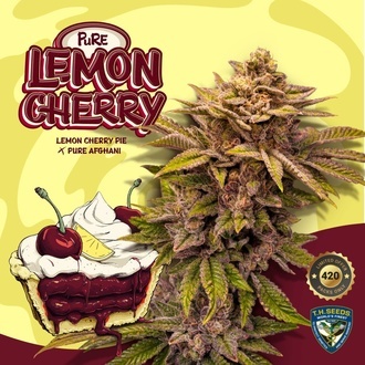 Pure Lemon Cherry (T.H. Seeds) Feminiserede