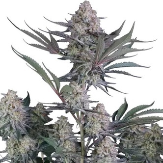 Lemon Tree Auto (FastBuds) Feminiserede