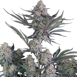 Lemon Tree Auto (Fast Buds) Feminiserede