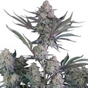 Lemon Tree Auto (Fast Buds) Feminized