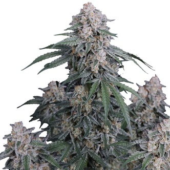 GMO Auto (FastBuds) Feminiserede