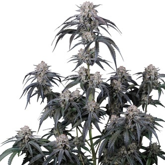 Mango Frost Auto (FastBuds) Feminiserede