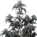 Mango Frost Auto (Fast Buds) Feminized