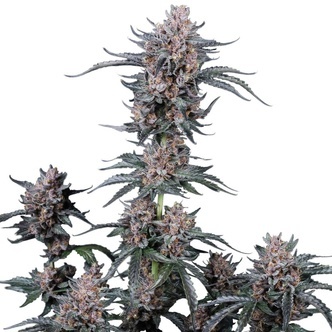 Mango Cherry Runtz Auto (FastBuds) Feminiserede