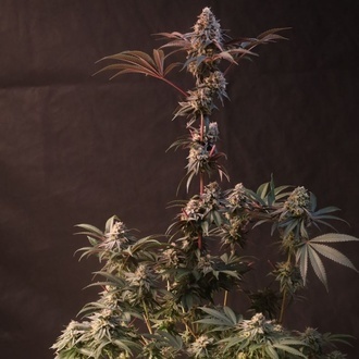 Lemon Cherry Runtz (Fast Buds) feminiseret