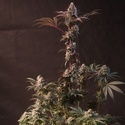Lemon Cherry Runtz (Fast Buds) feminiseret