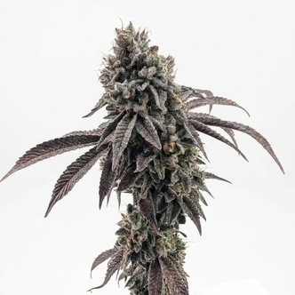 Garlic Mint Sherbet (Fast Buds) Feminiserede