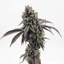 Garlic Mint Sherbet (Fast Buds) Feminiseret