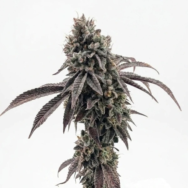 Garlic Mint Sherbet (Fast Buds) Feminiseret