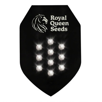 Autoflower Mysteriefr&oslash; 10 (Royal Queen Seeds)