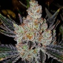 10th Planet R1 (Ethos Genetics) Feminiseret