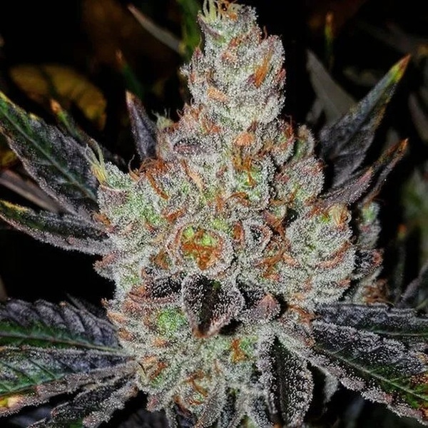 10th Planet R1 (Ethos Genetics) Feminiseret