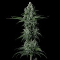 Grandpa's Stash R2 (Ethos Genetics) Feminiseret