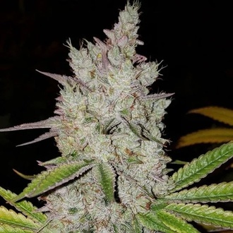 Lilac Diesel Auto RBX2 (Ethos Genetics) Feminiserede