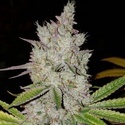 Lilac Diesel Auto RBX2 (Ethos Genetics) Feminiserede