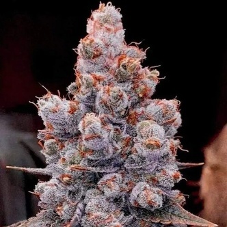 Banana Jealousy RF3 Auto (Ethos Genetics) Feminiserede