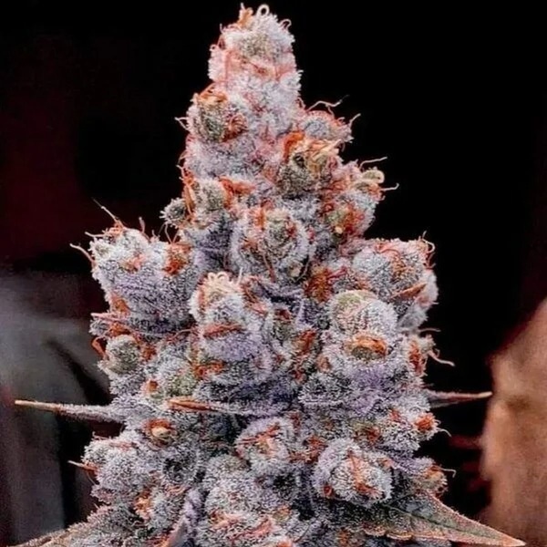 Banana Jealousy Auto RF3 (Ethos Genetics) Feminized