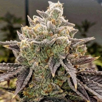 Bubble Gummy Auto (Ethos Genetics) Feminiserede