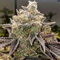 Bubble Gummy Auto (Ethos Genetics) Feminiserede