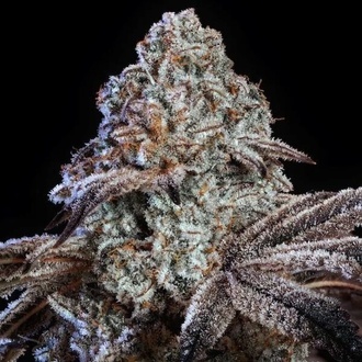 Psy-op R1 (Ethos Genetics) Feminiseret
