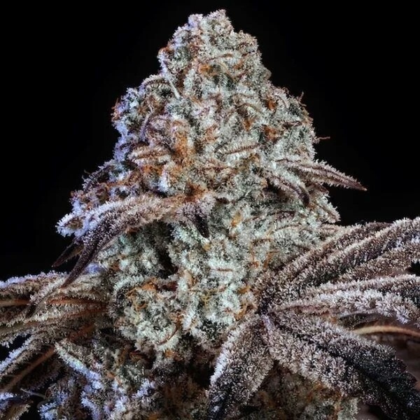 Psy-op R1 (Ethos Genetics) Feminiseret