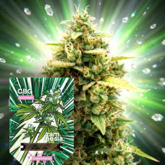 CBG Auto (Zamnesia Seeds) Feminiserede