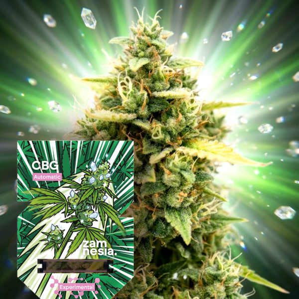 CBG Auto (Zamnesia Seeds) Feminiserede