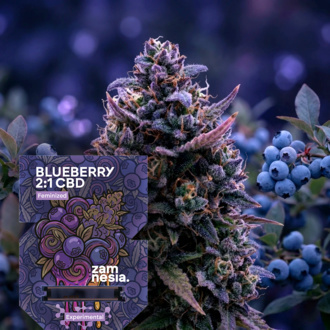 Blueberry CBD 2:1 (Zamnesia Seeds) Feminiserede