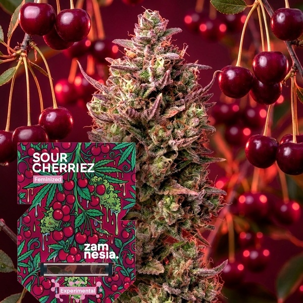 Sour Cherriez (Zamnesia Seeds) Feminiserede