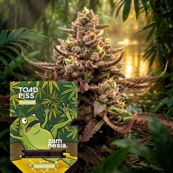 Toad Piss (Zamnesia Seeds) Feminiserede