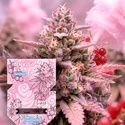 Pink Berriez (Zamnesia Seeds) Feminiserede
