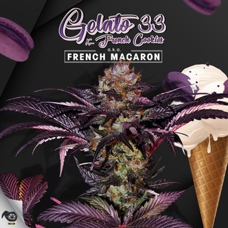 French Macaron (T.H.Seeds) Feminiserede