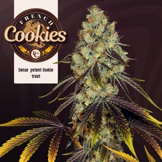 French Cookies (T.H.Seeds) Feminiserede