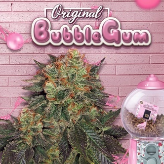 Bubblegum (T.H.Seeds) Feminiserede