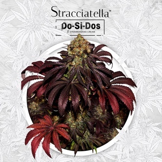 Stracciatella Do-Si-Dos X SBC (T.H.Seeds) Feminiserede