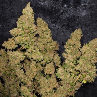 MOB (T.H. Seeds) Feminiseret