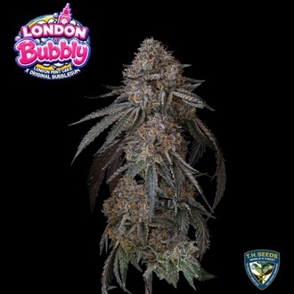 London Bubbly (T.H.Seeds) Feminiseret