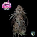 London Bubbly (T.H.Seeds) Feminiseret