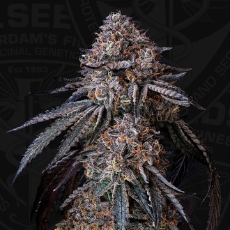 London Bubbly (T.H.Seeds) Feminiseret