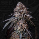 London Bubbly (T.H.Seeds) Feminiseret