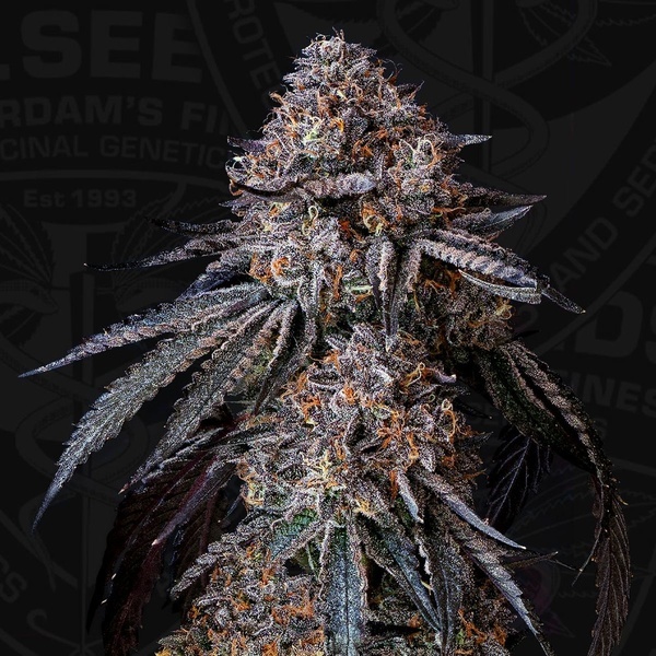 London Bubbly (T.H.Seeds) Feminiseret